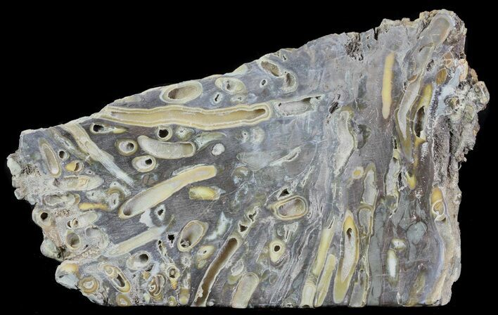 Slab Fossil Teredo (Shipworm Bored) Wood - England #63455